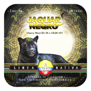 Jaguar Negro