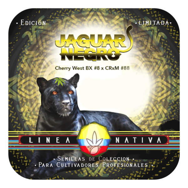 Jaguar Negro