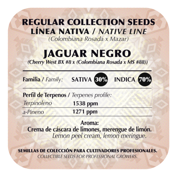 Jaguar Negro - Image 2