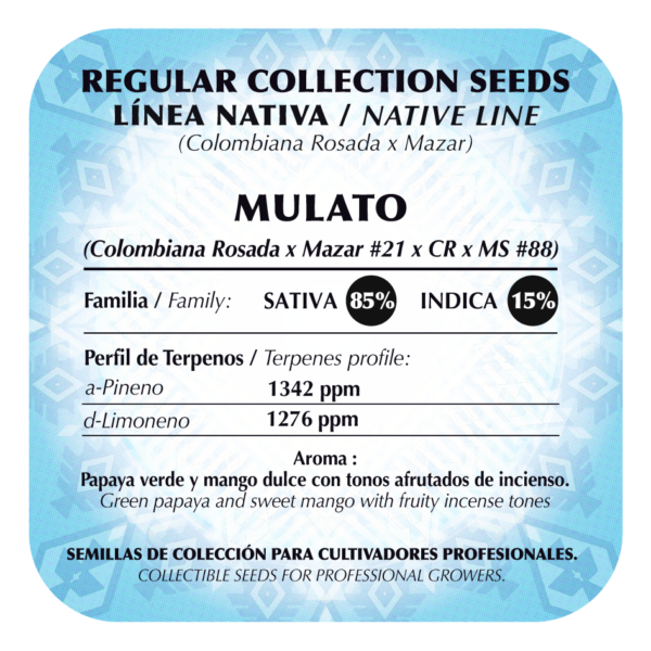 Mulato - Image 2