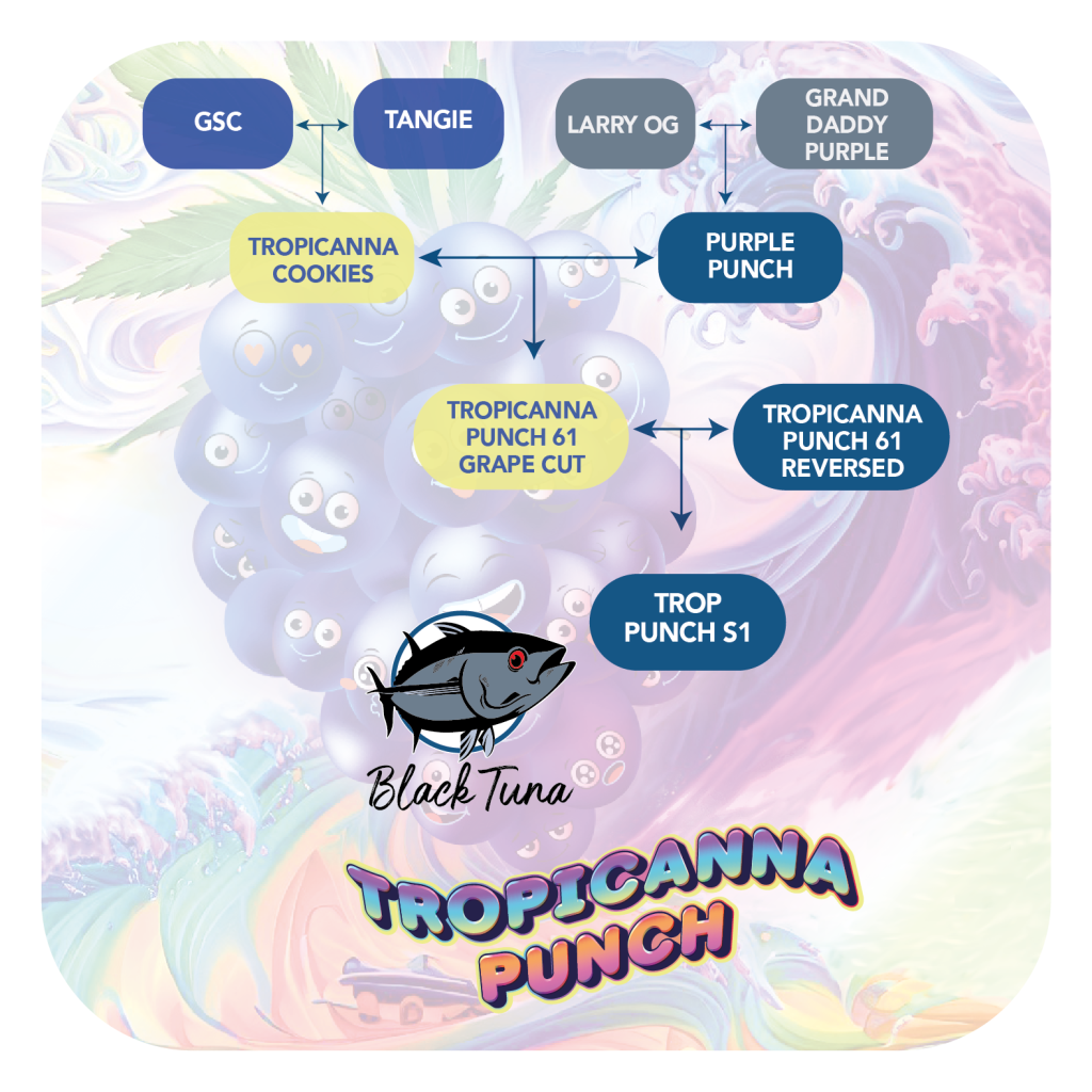 Imagen representativa de las genéticas y el linaje de Tropicanna Punch Line.
