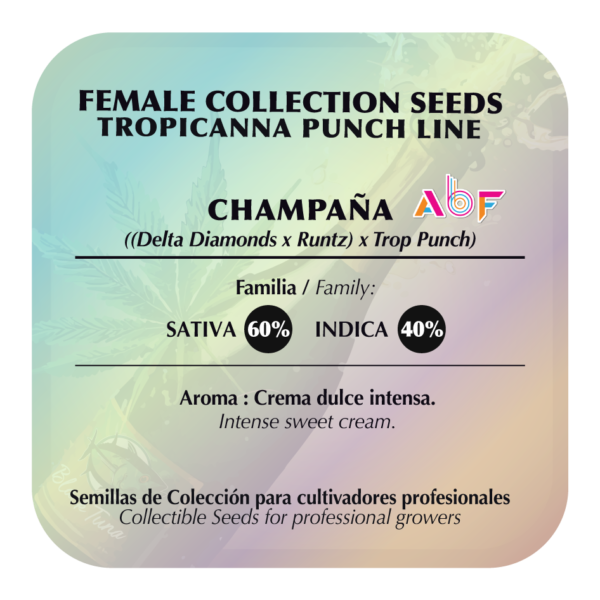 Champaña - Image 2