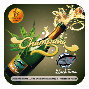 CHAMPAÑA TROPICANNA PUNCH LINE BLACK TUNA