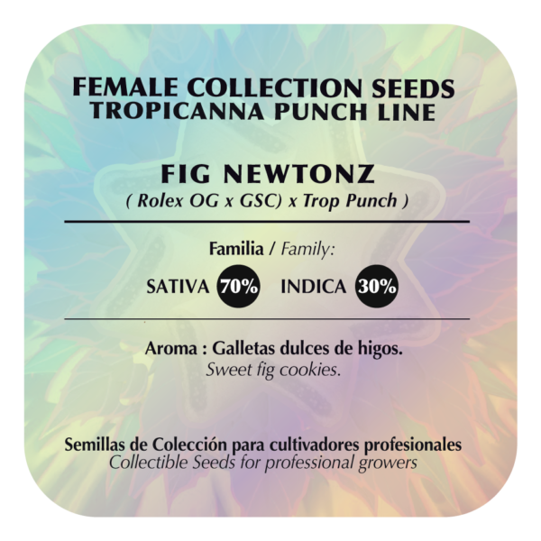 Fig Newtonz - Image 2