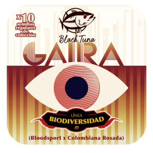 Gaira - Semilla de Cannabis Regular de Black Tuna: Imagen del envase de Gaira, una semilla de cannabis regular de la línea Biodiversidad. Este cruce entre Bloodsport y Colombiana Rosada ofrece un aroma a hogao de cilantro y cebolla, y es ideal para cultivo en interior, exterior o invernadero.